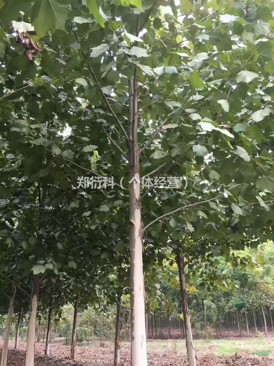 8公分法桐8公分造型法國梧桐價(jià)格