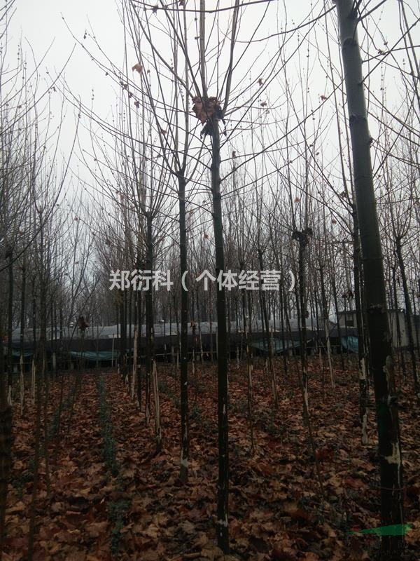 8公分法桐8公分造型法國梧桐價(jià)格
