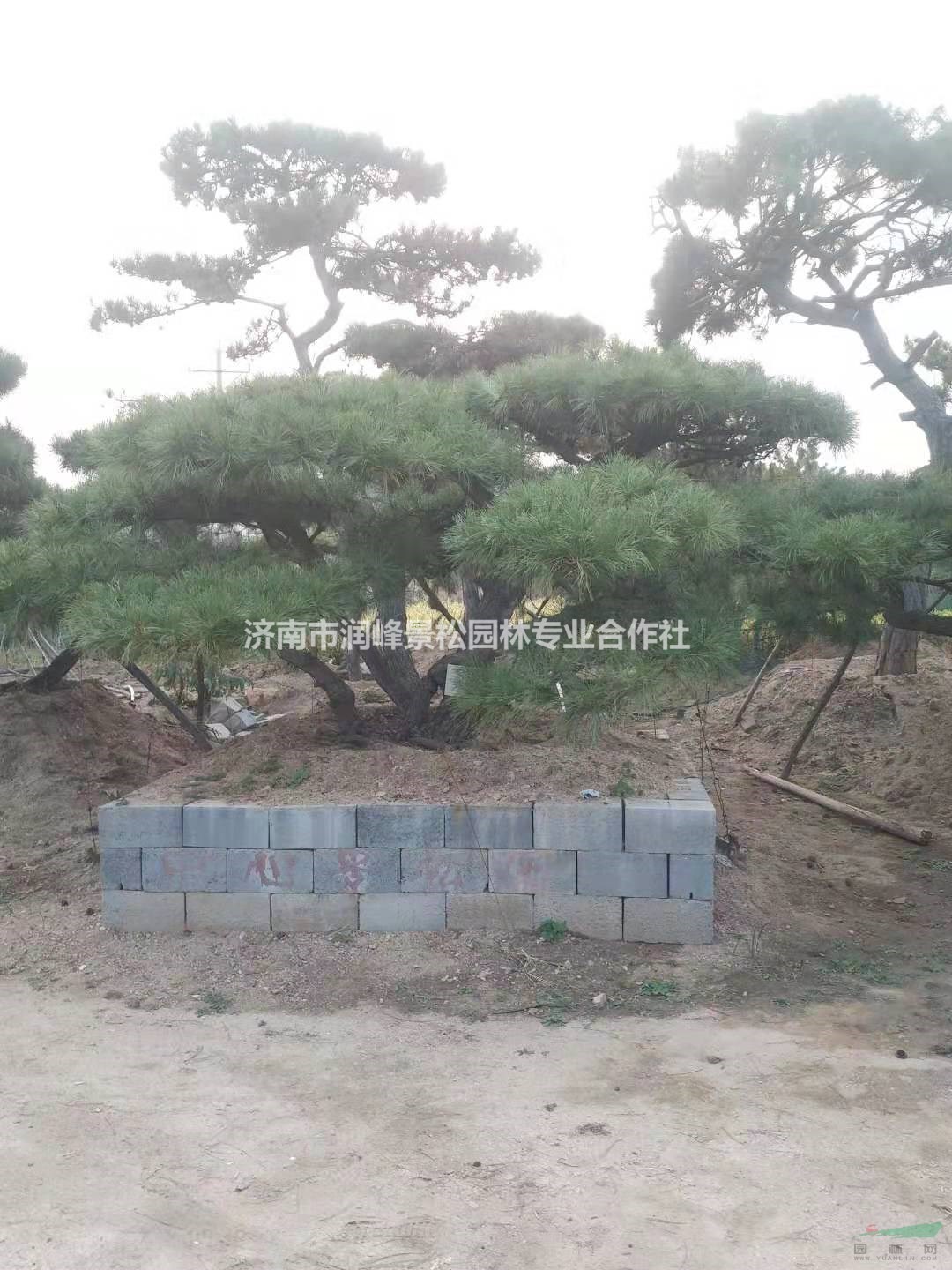 今年山東造型黑松價(jià)格便宜批發(fā) 萊蕪造型黑松行情走勢