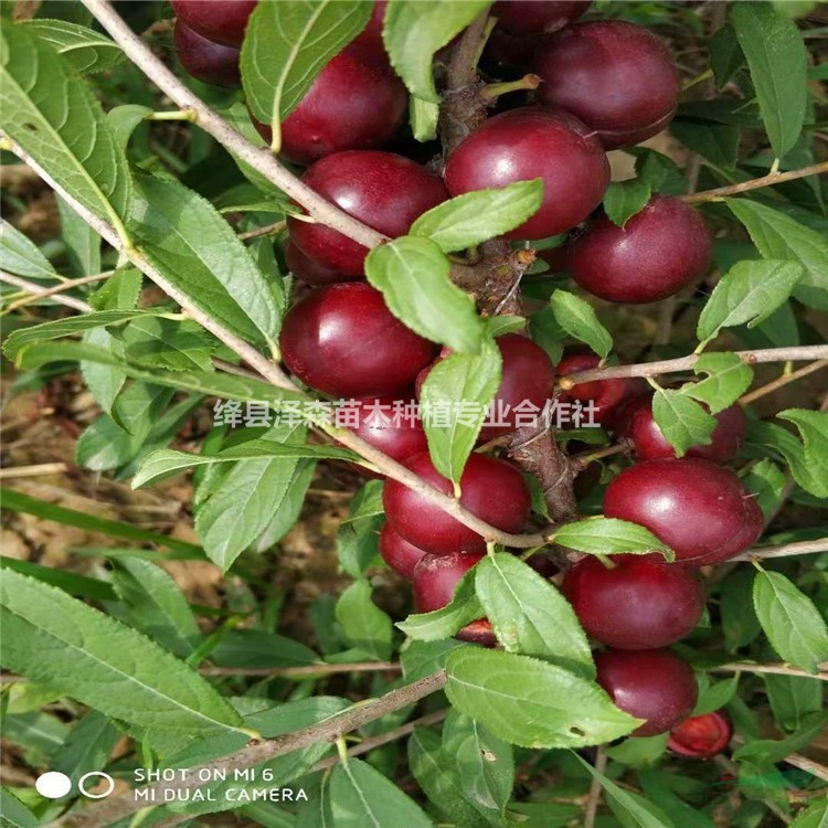 山西農(nóng)大鈣果苗適合什么地方種植,一畝鈣果苗的成本和收入