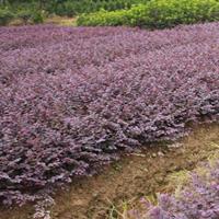 蕭山30公分紅花繼木小毛球