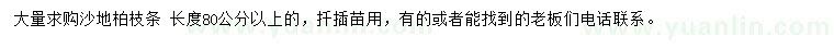 求購80公分以上沙地柏