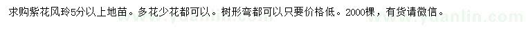 求購(gòu)5公分以上紫花風(fēng)玲