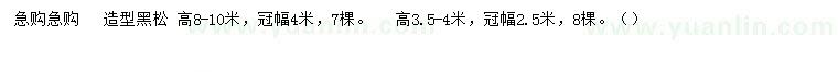求購(gòu)高3.5-4、8-10米造型黑松