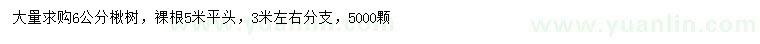 求購米徑6公分楸樹