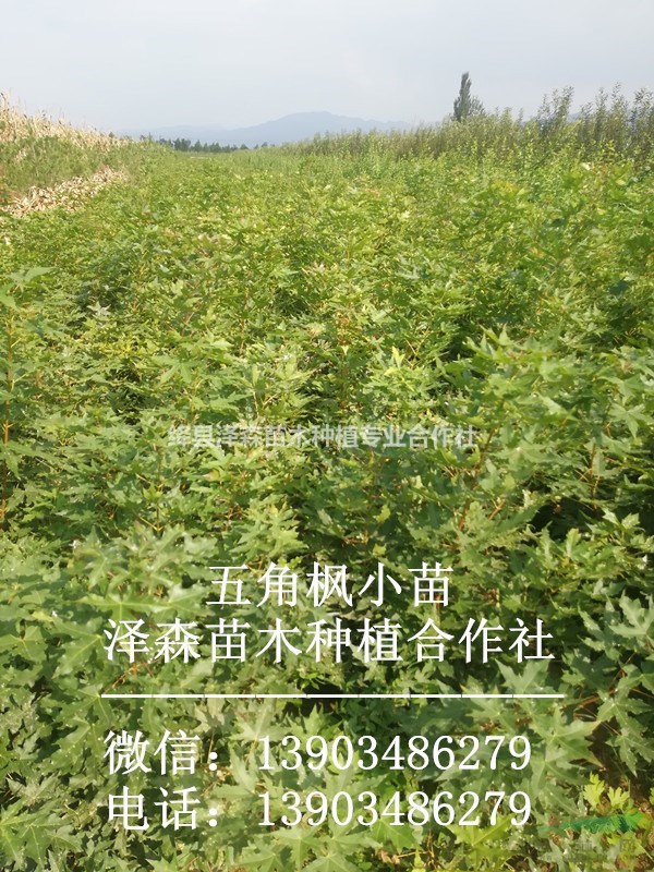 五角楓小苗=1年五角楓小苗=100畝五角楓小苗種植基地