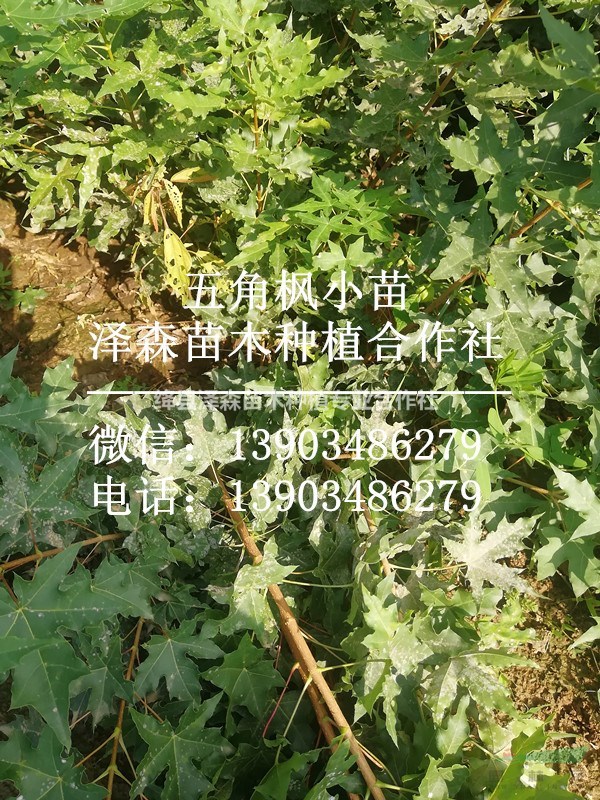 出售1年五角楓，2年五角楓，0.5公分粗-1公分粗五角楓苗