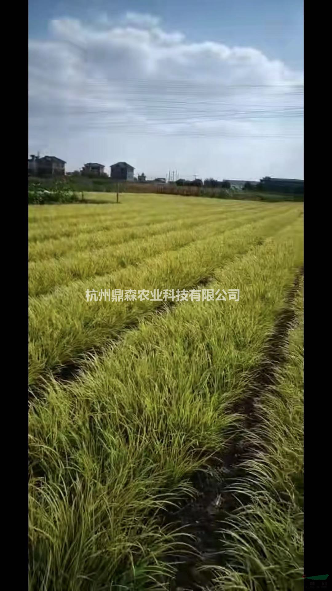 低價基地直銷&金葉苔草