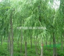 長(zhǎng)期15公分雪松價(jià)格 20公分雪松價(jià)格