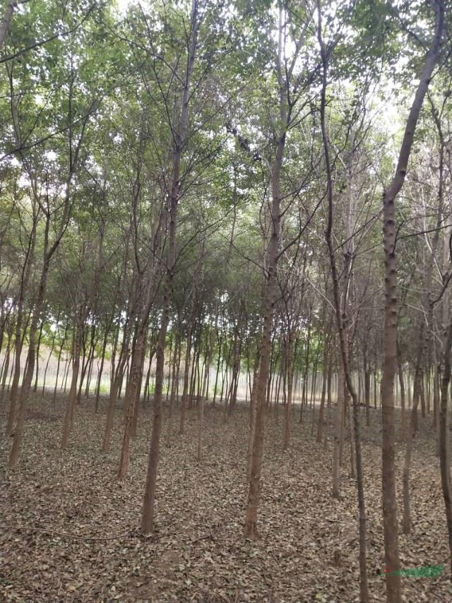 三角楓質量精品 河南省萬畝基地 