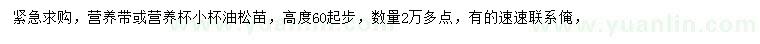 求購(gòu)高60公分起步油松