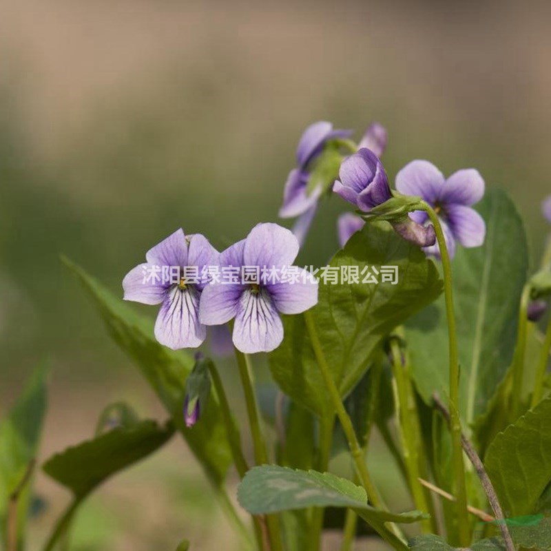 紫花地丁種子應(yīng)該怎么播種？ 