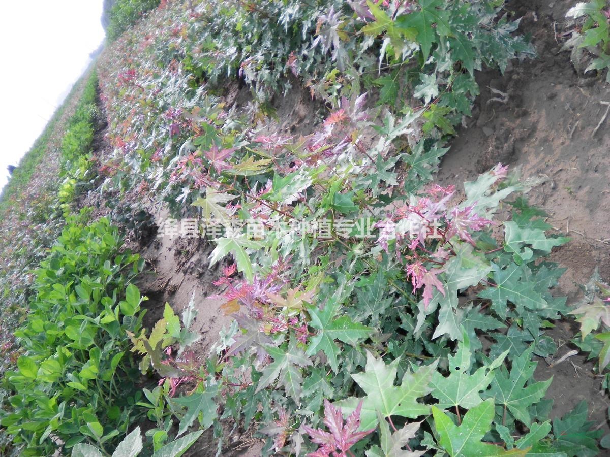 出售1年2年五角楓小苗價格 0.5厘米粗1米高五角楓小苗價格