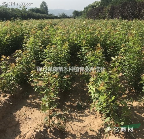 出售1年2年五角楓小苗價格 0.5厘米粗1米高五角楓小苗價格