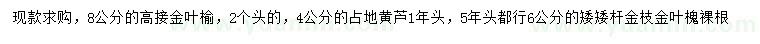 求購金葉榆、黃蘆、金枝金葉槐
