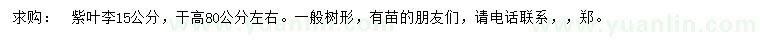 求購15公分紫葉李