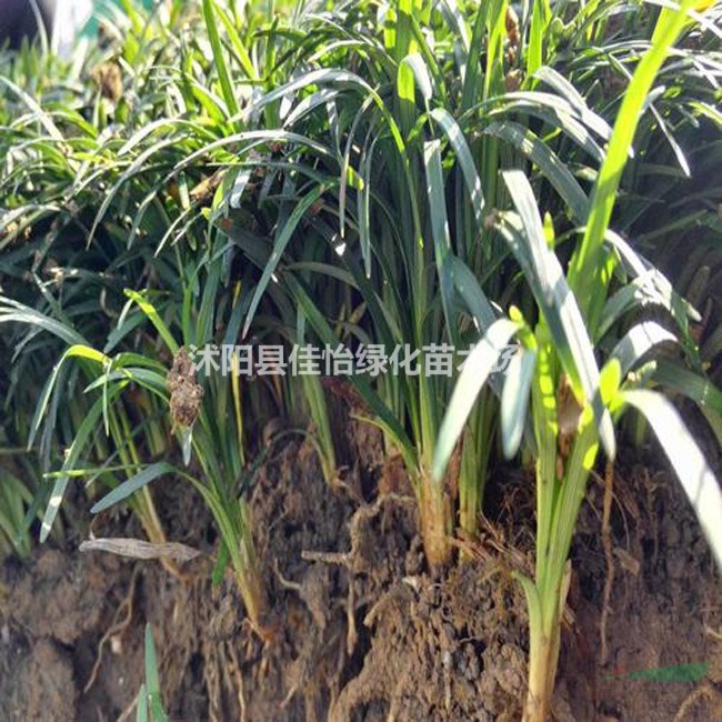 玉龍草 優(yōu)質(zhì)玉龍草小苗大量出售 價(jià)格-圖片-基地
