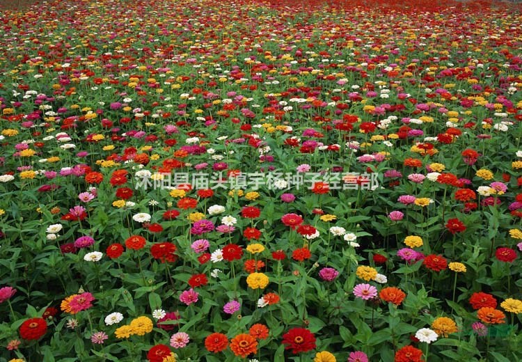 四季易種百日草花種子波斯菊道路庭院百日菊室外陽臺花籽開花不斷