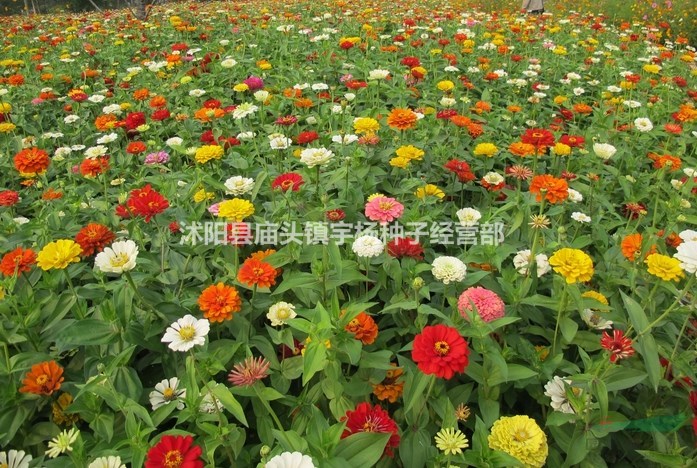 四季易種百日草花種子波斯菊道路庭院百日菊室外陽臺花籽開花不斷