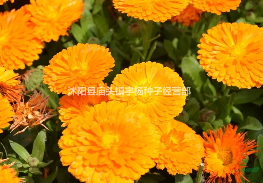 金盞菊種子四季長青花種子大金盞花種子長生菊花籽四季花草庭院