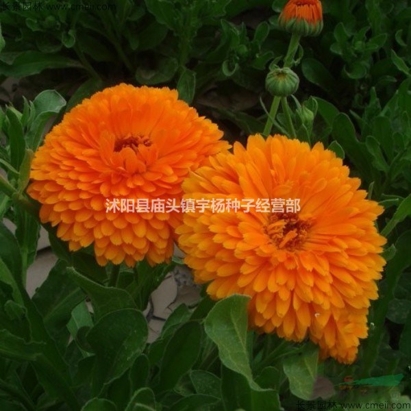 金盞菊種子四季長青花種子大金盞花種子長生菊花籽四季花草庭院