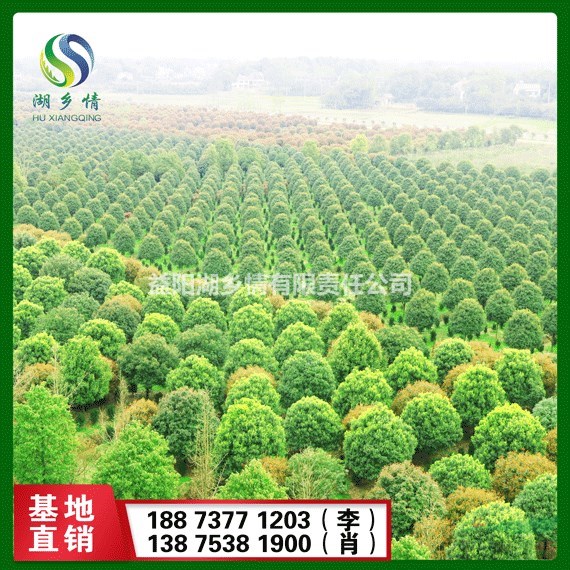 精品桂花树 桂花树 丹桂 桂花 桂花树基地