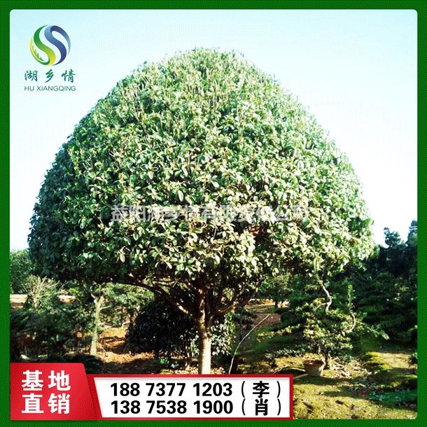 精品桂花树 桂花树 丹桂 桂花 桂花树基地