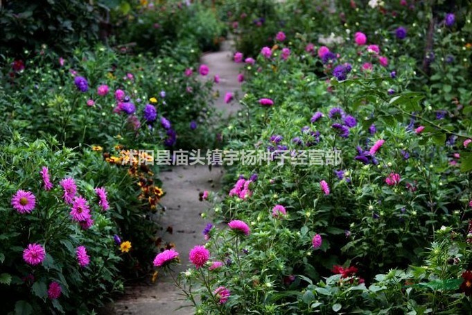 四季播翠菊種子室外室內(nèi)易活四季春播花種子野花草花種子易種