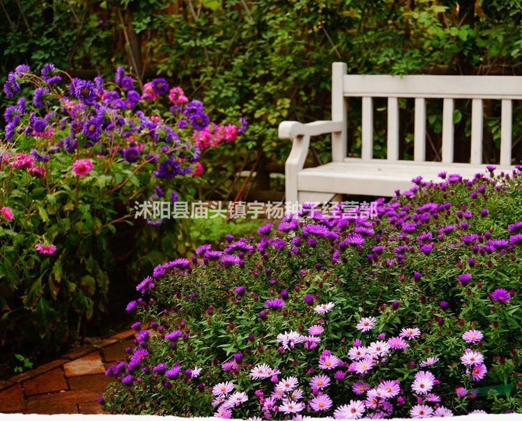 四季播翠菊種子室外室內(nèi)易活四季春播花種子野花草花種子易種