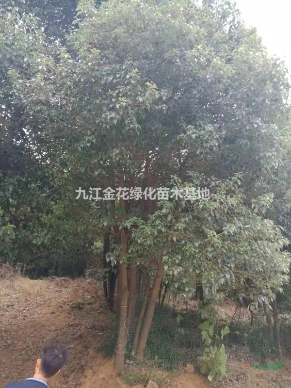 本公司可提供各種規(guī)格叢生香樟，確保質(zhì)優(yōu)價(jià)廉，歡迎來(lái)電咨詢！