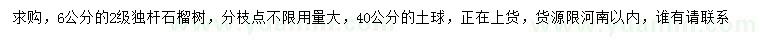 求購6公分石榴樹