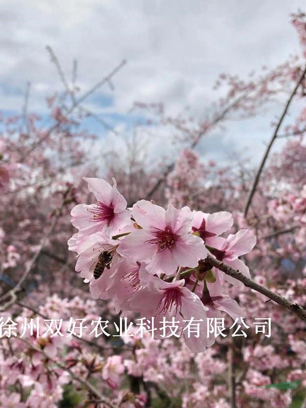 富士櫻嫁接1年生苗
