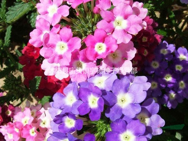 虞美人