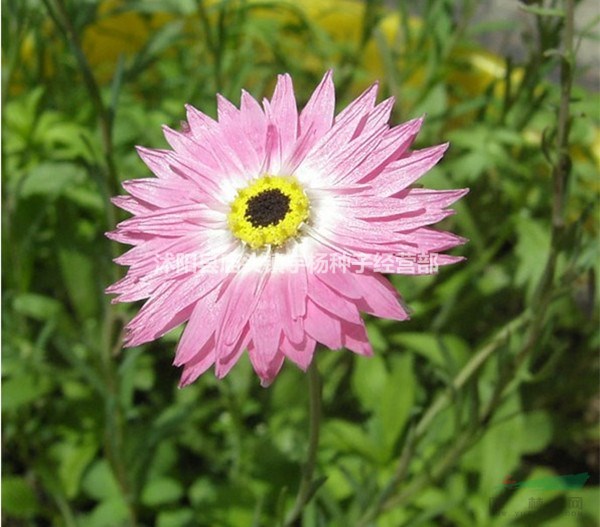 永生菊花種籽子 四季種粉色花卉種子園林綠化工程花草花籽