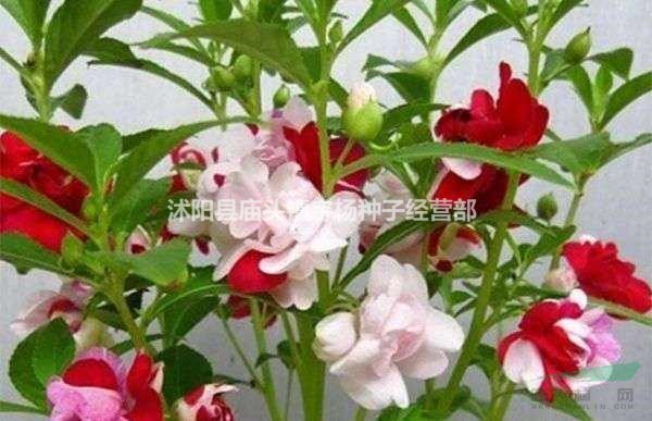 四季種易活易種植物鳳仙花種子指甲花 草花指甲草子花卉種籽