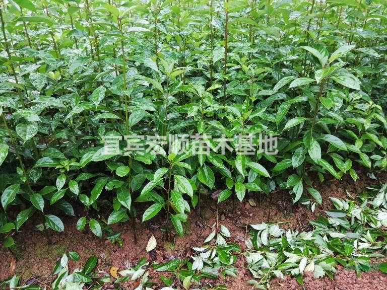 油樟苗