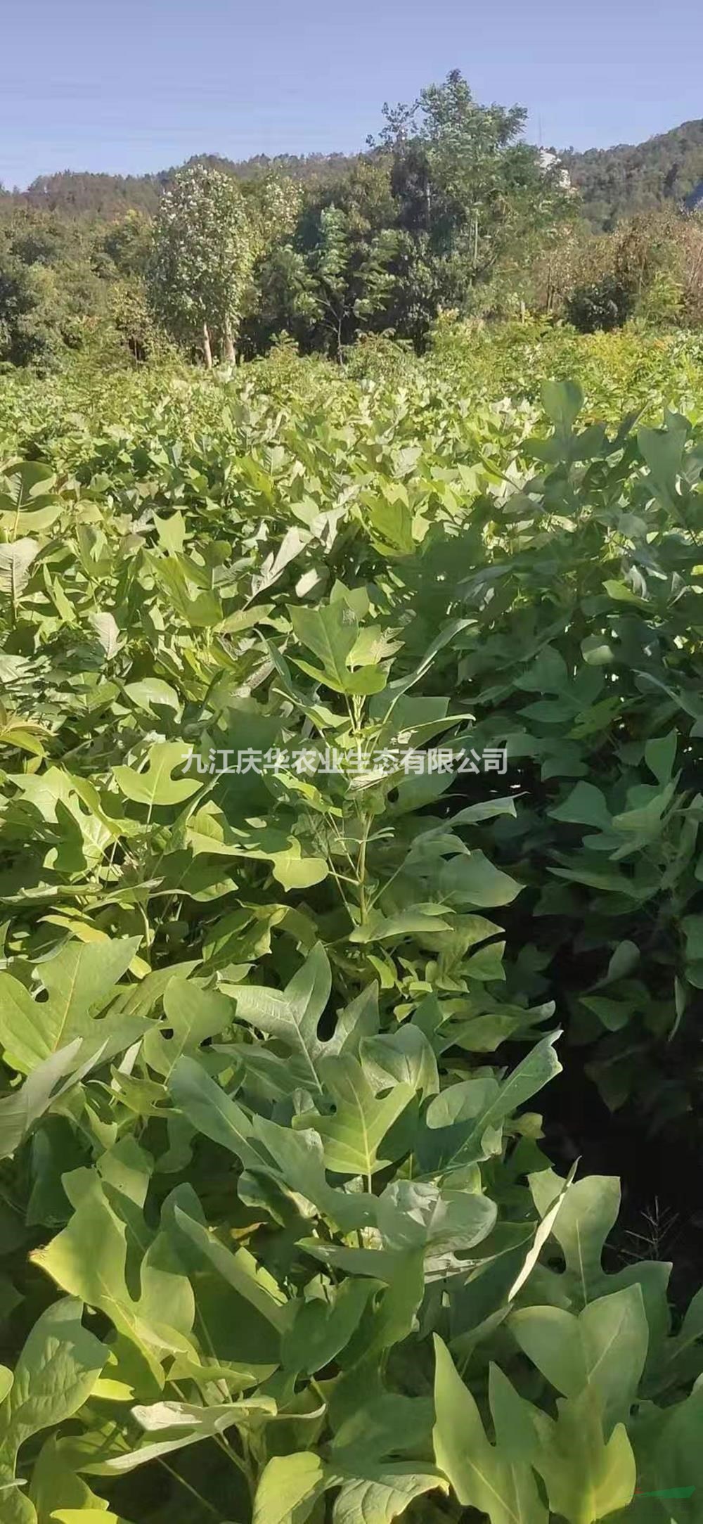 江西馬褂木小苗 九江馬褂木小苗價格哪里好/哪家便宜
