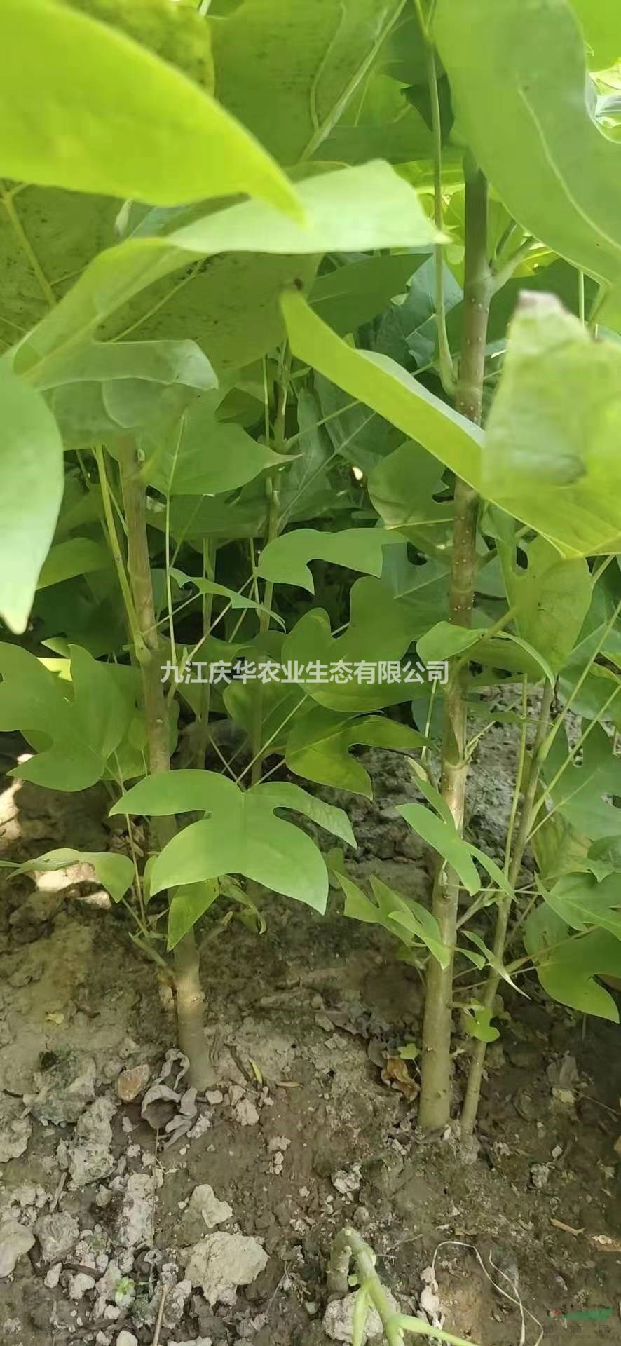 江西馬褂木小苗 九江馬褂木小苗價格哪里好/哪家便宜