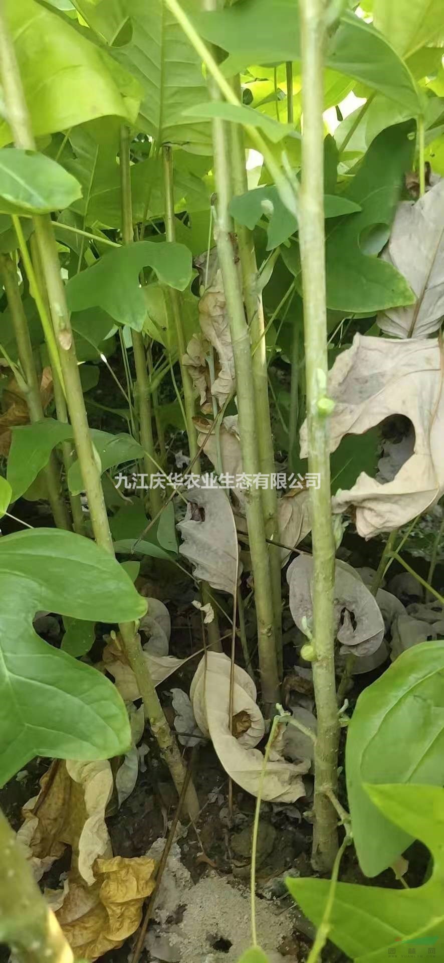 江西馬褂木小苗 九江馬褂木小苗價格哪里好/哪家便宜