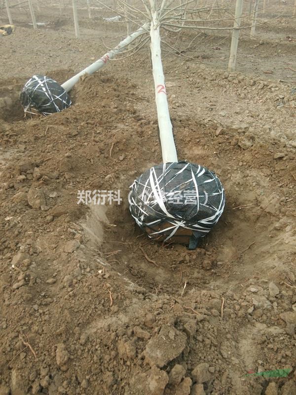 山東13公分法桐（價格）13公分法國梧桐價格