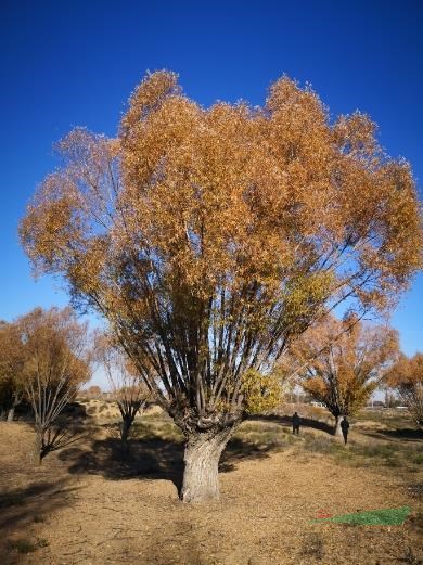 思綠苗圃大量供應(yīng)80旱柳，80公分全冠土球旱柳，80公分一級