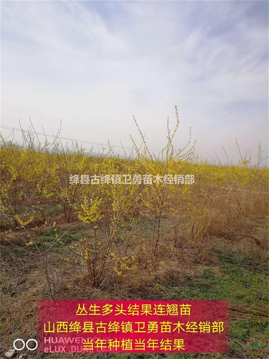 哪里有结果连翘树苗出售==连翘苗几年结果+价格