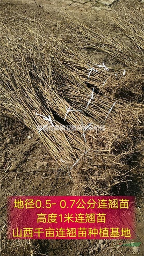 药用连翘苗种植厂家==山西1-2年连翘苗种植大户
