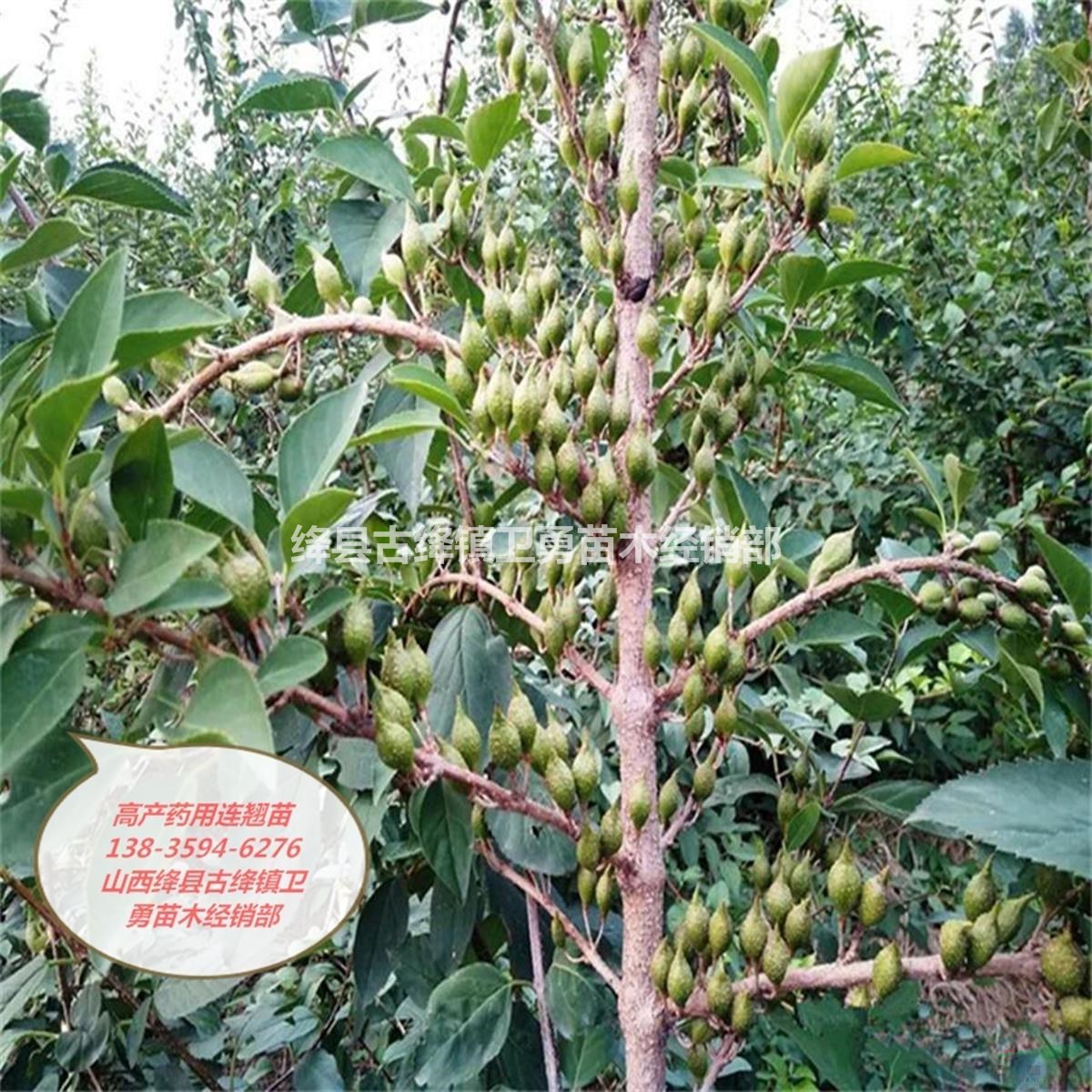 药用连翘苗种植厂家==山西1-2年连翘苗种植大户