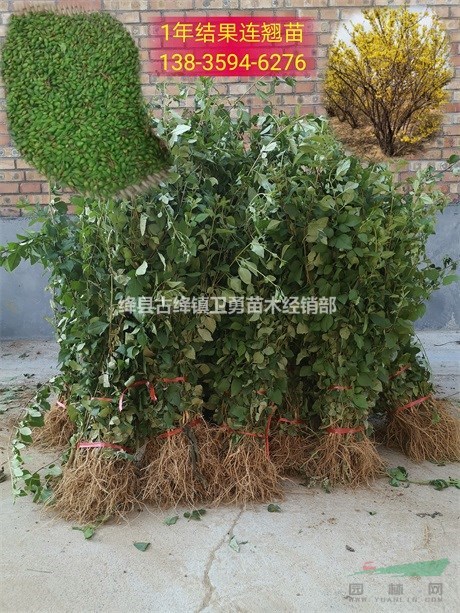 药用连翘苗种植厂家==山西1-2年连翘苗种植大户