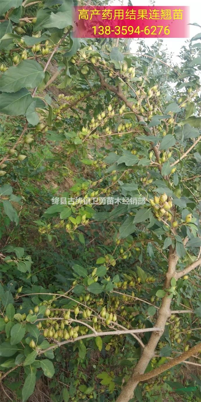 药用连翘苗几年结果+亩产多少斤青翘+今年价格