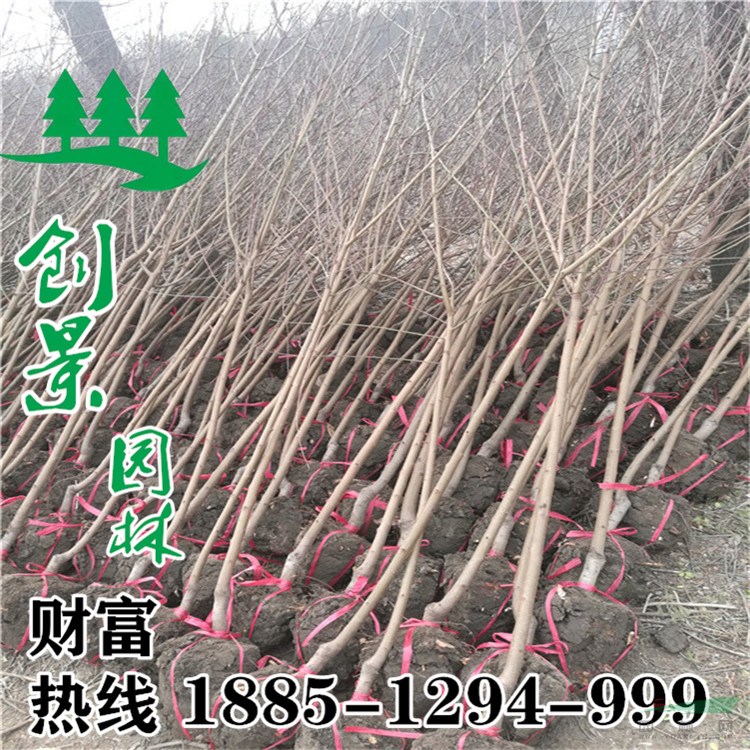 紫葉桃價(jià)格、沭陽(yáng)紫葉桃種植基地直銷(xiāo)