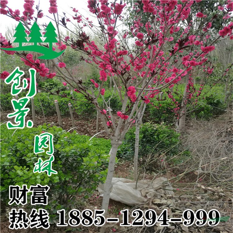 紫葉桃價(jià)格、沭陽(yáng)紫葉桃種植基地直銷(xiāo)