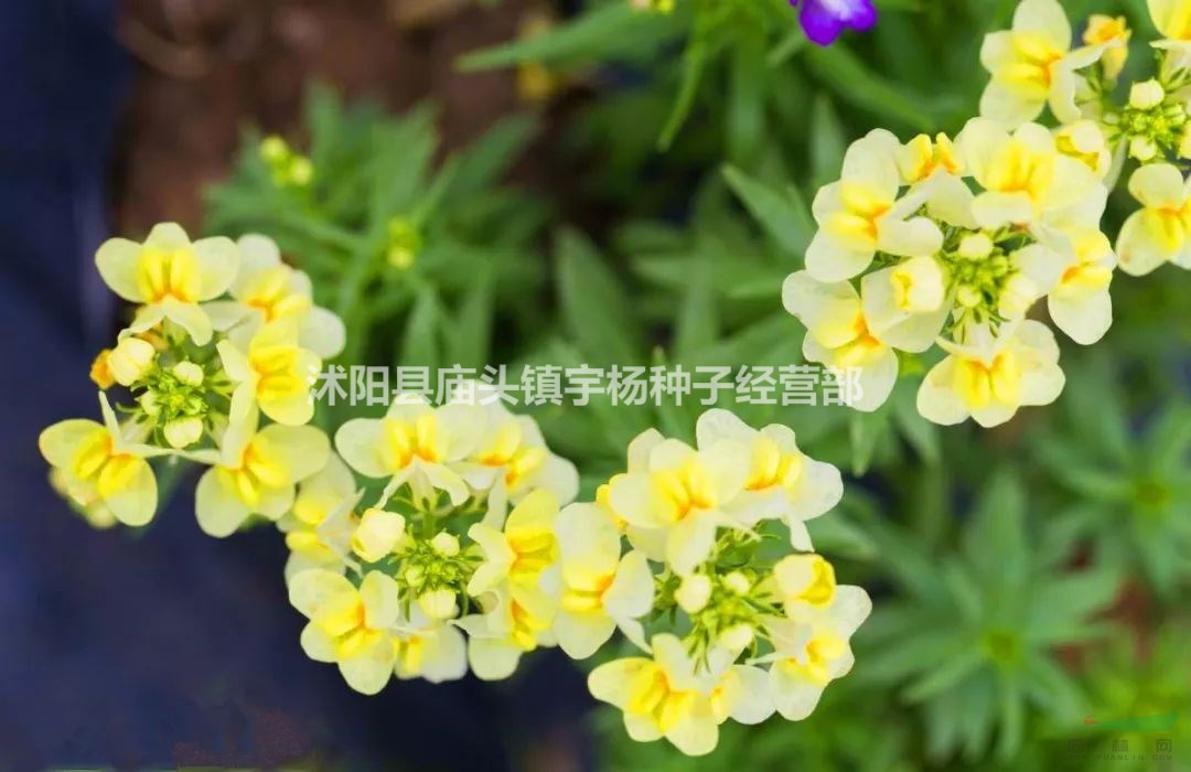 柳穿魚 適合冬天種的花種子秋季播種塔莎的花園先生四季秋冬種植