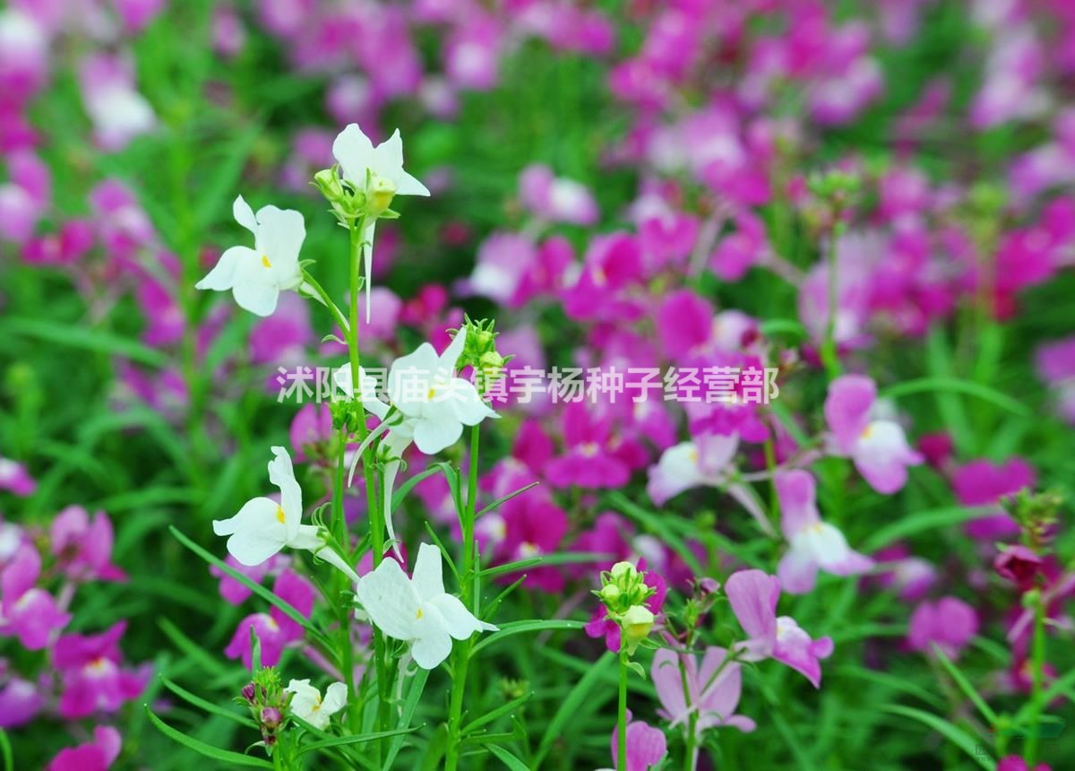柳穿魚 適合冬天種的花種子秋季播種塔莎的花園先生四季秋冬種植